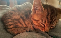 Turkish Angora cats for sale: Stunning Turkish Angora Kittens – Ready Now! 🐾 - Image 5