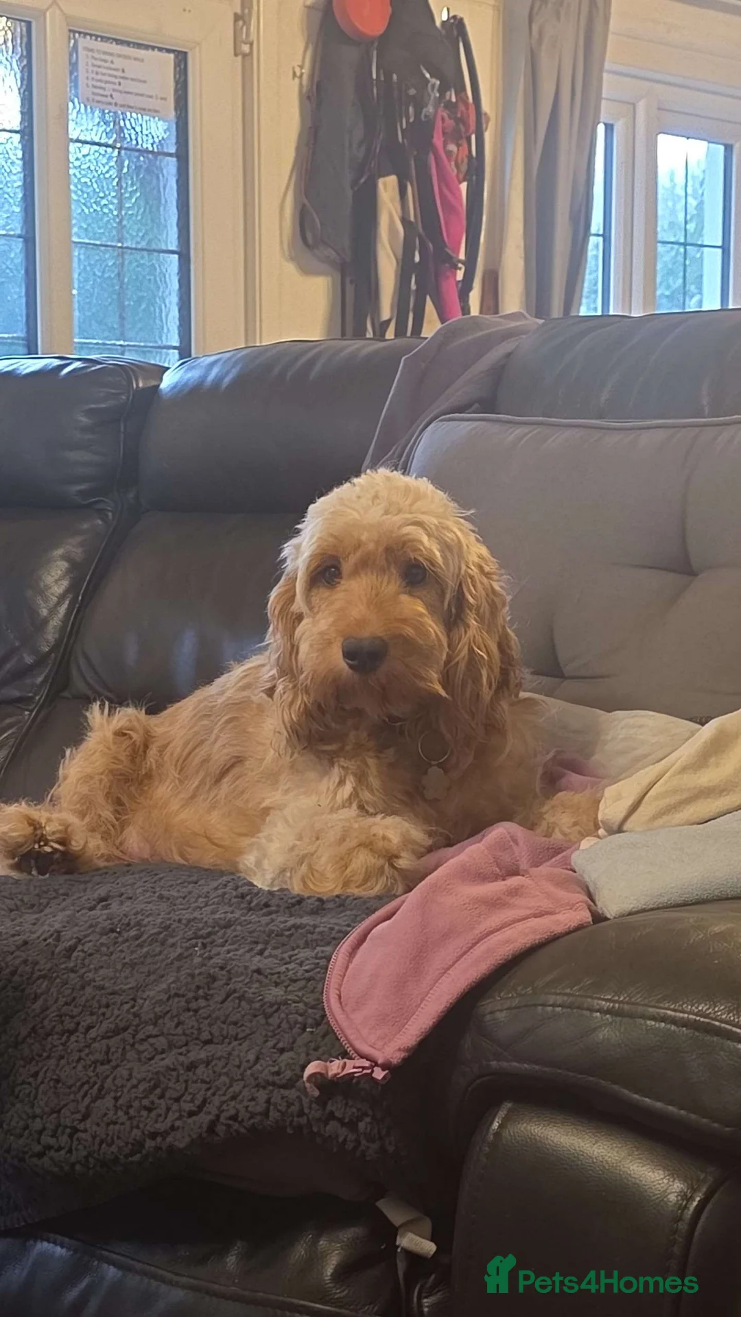 Cockapoo dogs for sale: Litter of Cockapoo's for sale - Advert 3