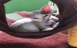 Devon Rex cats for sale: Devon Rex kittens GCCF registered  - Image 2