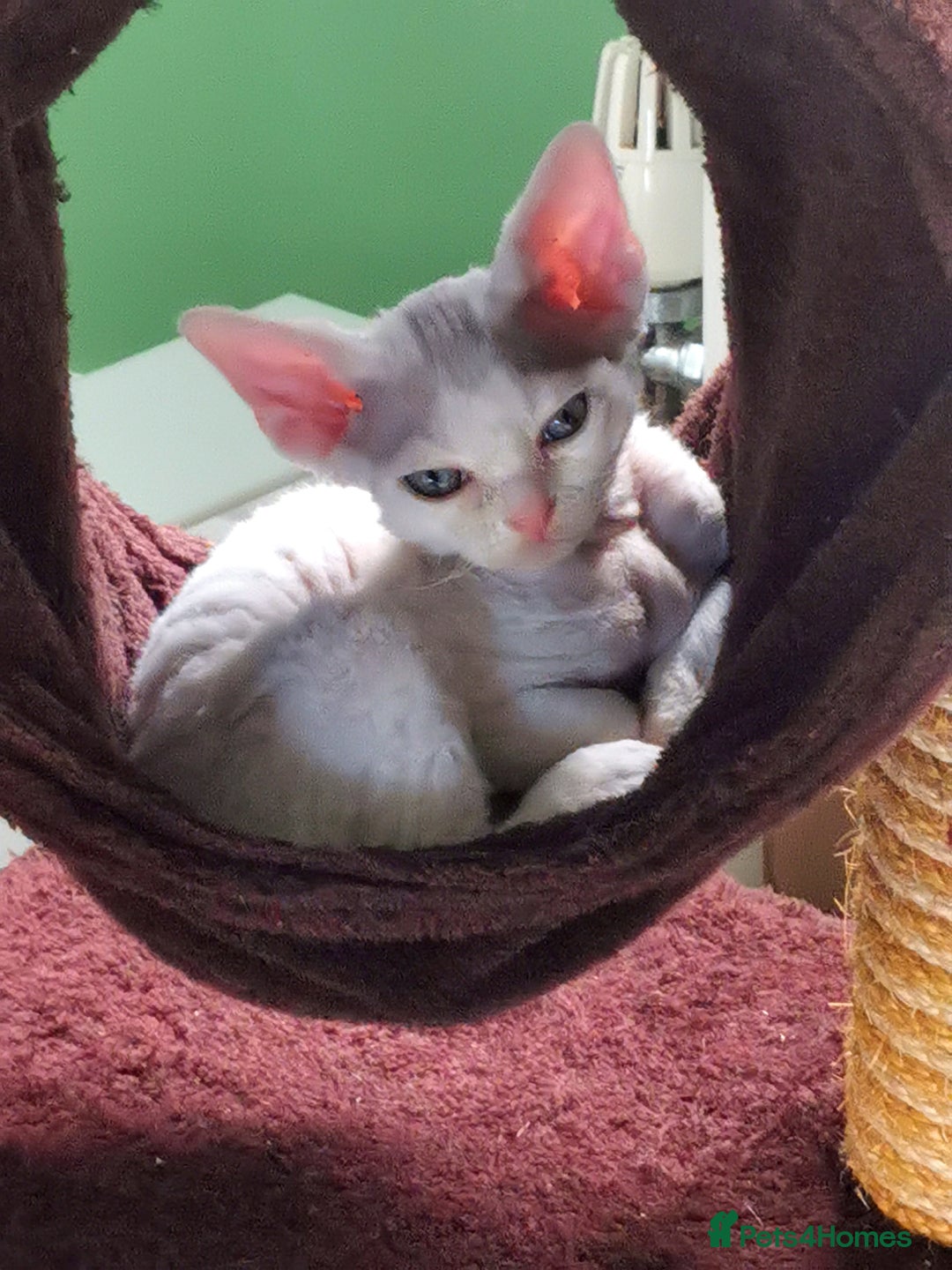 Devon Rex cats for sale: Devon Rex kittens GCCF registered  - Image 2