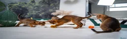 Abyssinian cats for sale: Majestic Abyssinian Boy-READY NOW-Champion Line - Advert 25