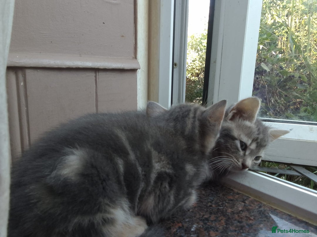 Mixed Breed cats for sale: UNIQUE SILVER/BLUE BENGAL X RUSSIAN BLUE KITTENS  - Image 23