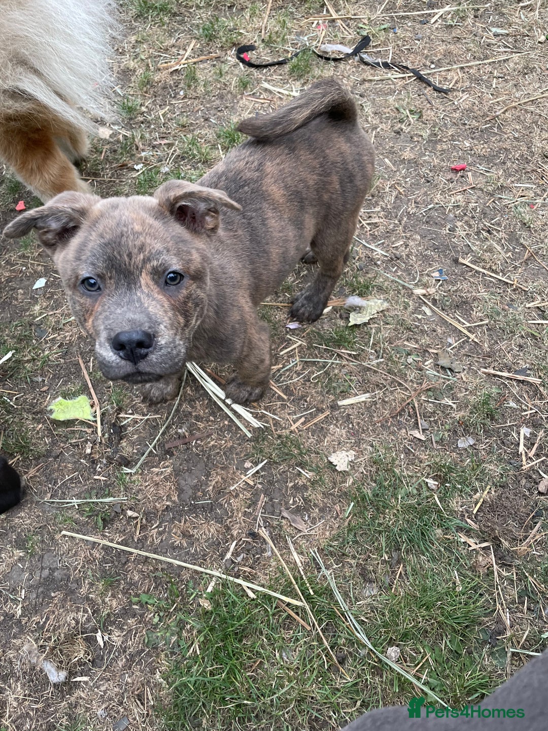 Mixed Breed dogs for sale: chow x staffy - Image 13