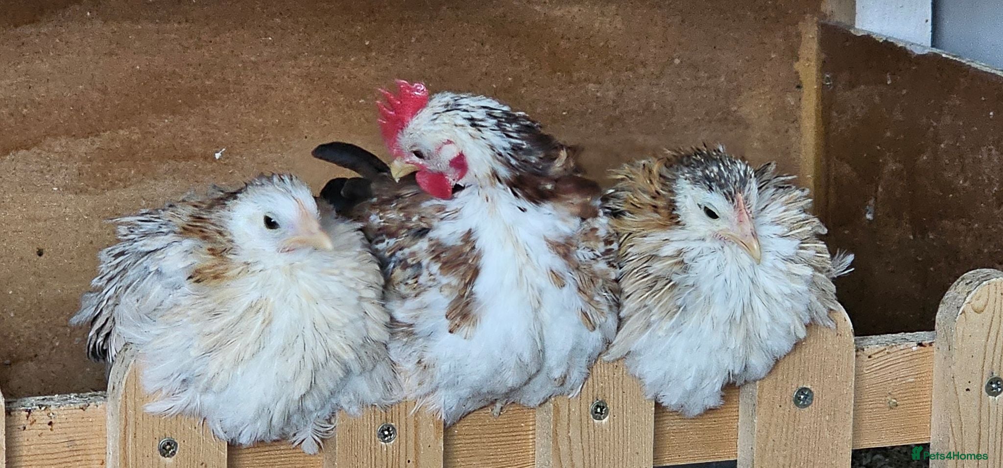 Chickens poultry Serama Chickens.  1 cockrel.  2 hens. - Advert 2