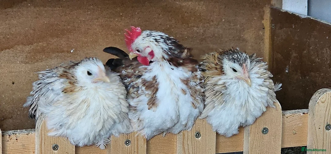 Chickens poultry for sale: Serama Chickens.  1 cockrel.  2 hens. in Prestatyn - Advert 2