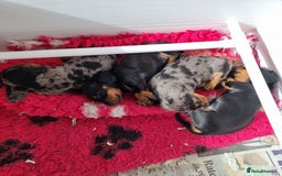Miniature Dachshund dogs for sale: Stunning KC Health Tested Miniature Dachshunds - Image 12
