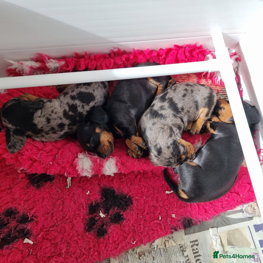 Miniature Dachshund dogs for sale: Stunning KC Health Tested Miniature Dachshunds - Image 12