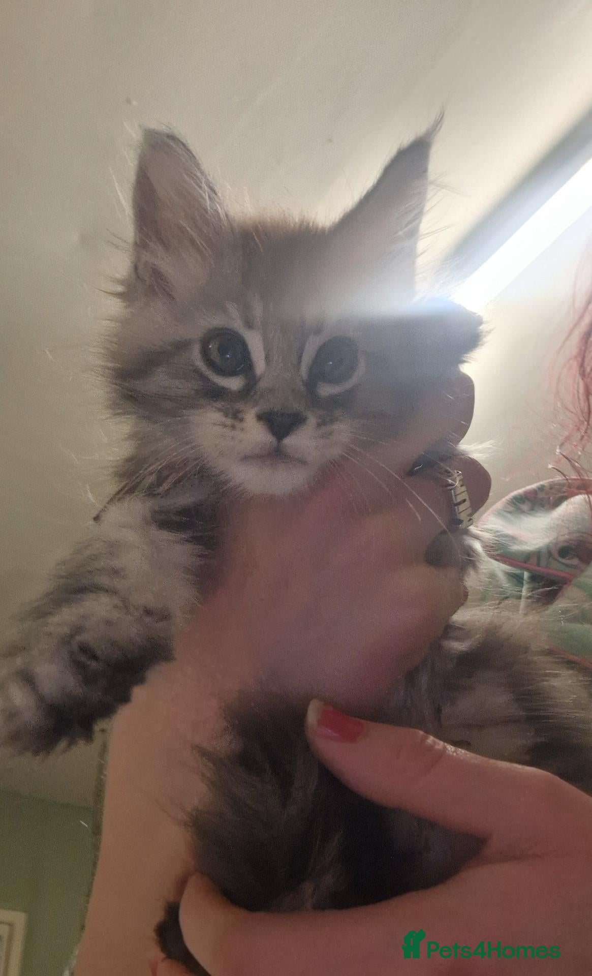 Maine Coon cats Gorgeous mainecoon kittens available  - Advert 1