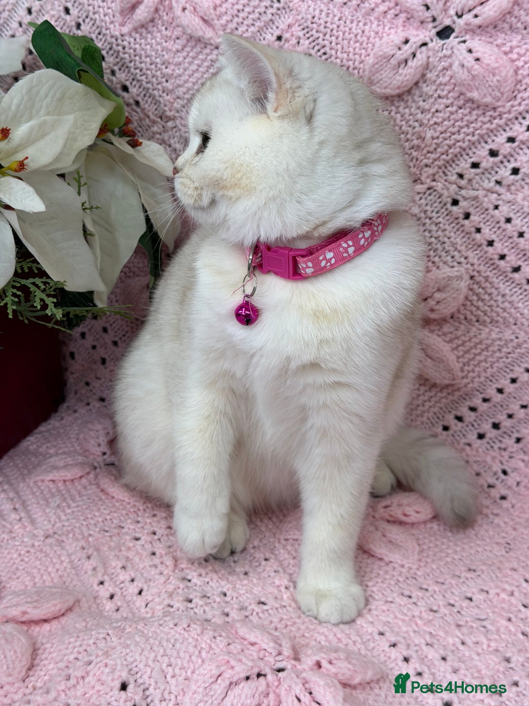 British Shorthair cats for sale: Adorable British sh silver shaded TICA - Advert 5
