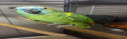 Parrots birds for sale: Amazon Parrot in Bradford - Advert 3