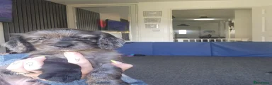 Cocker Spaniel 2