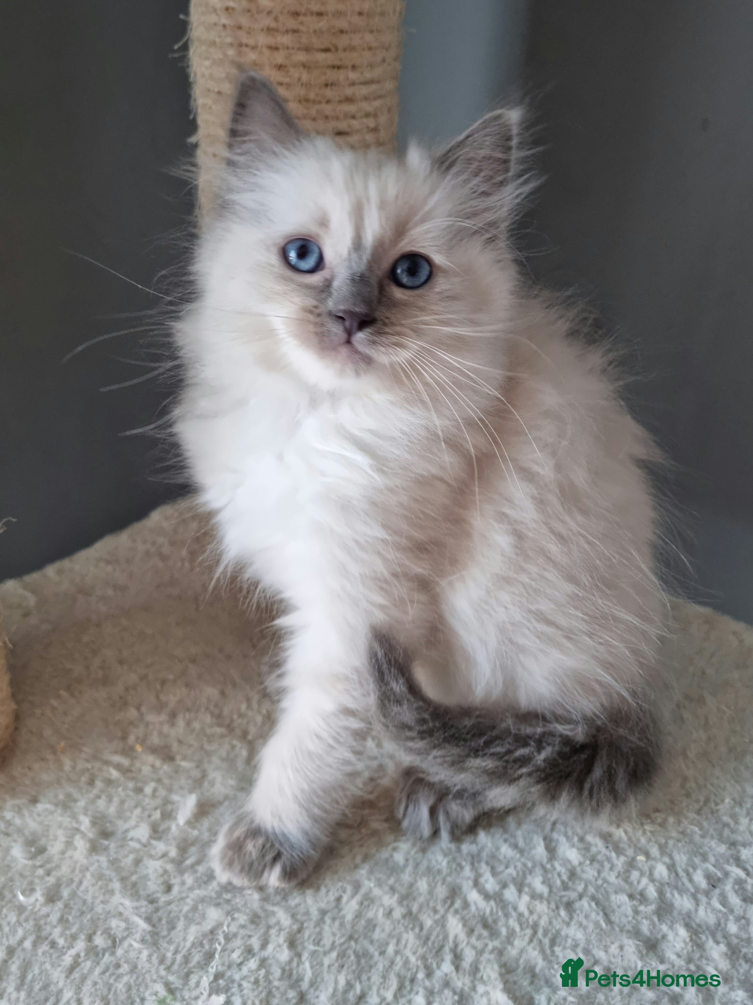 Ragdoll cats Ready Now Ragdoll boy DNA tested  - Advert 8