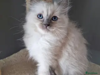 Ragdoll cats Ready Now Ragdoll boy DNA tested - Advert 5