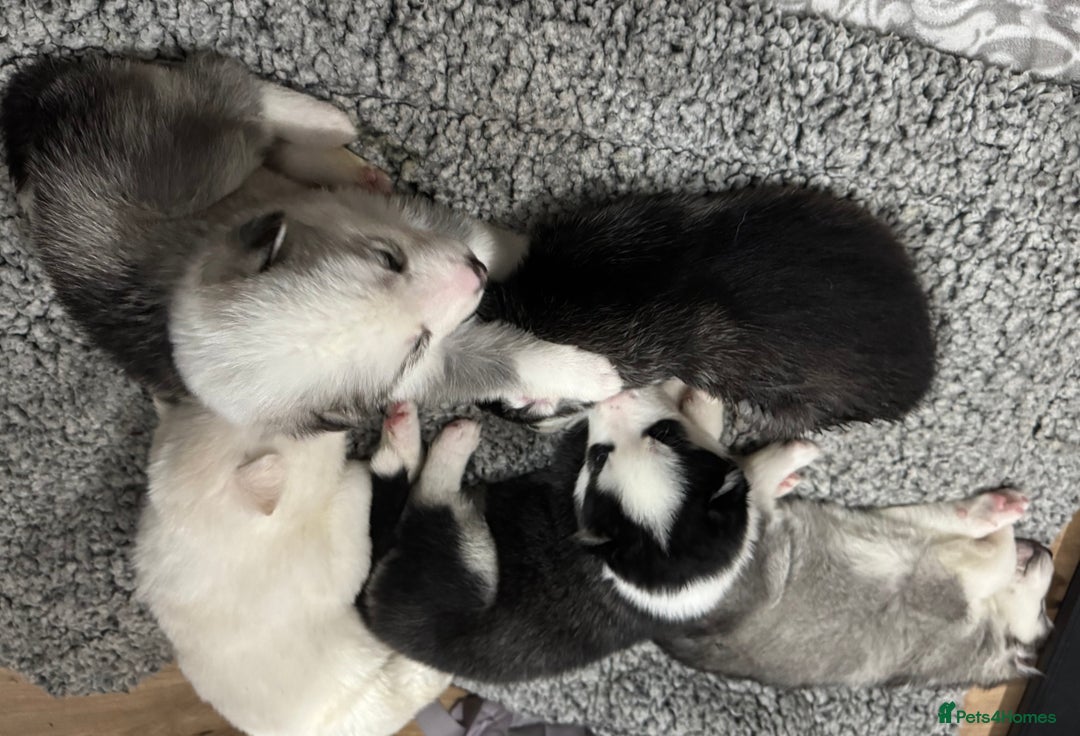 Siberian Husky dogs for sale: gorgeous huskies puppies for sale! - Image 5