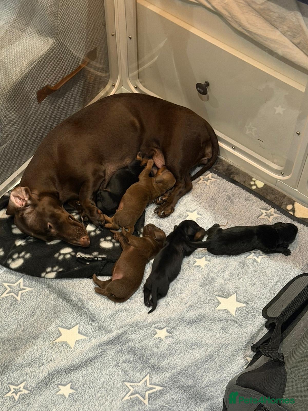 Miniature Dachshund dogs Short Haired Miniature Dachshund Puppies - Advert 1