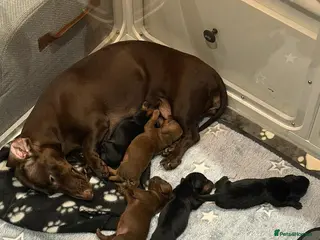 Miniature Dachshund dogs Short Haired Miniature Dachshund Puppies - Advert 1