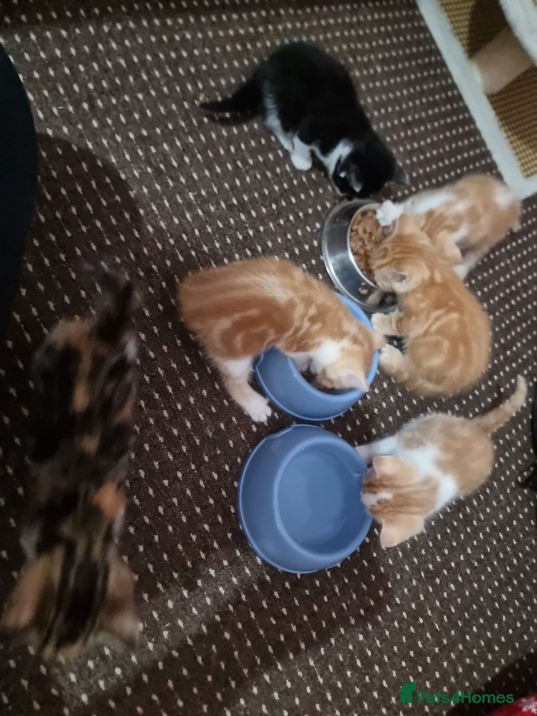 Mixed Breed cats for sale: Looking for forever home - Image 15