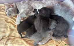 British Shorthair cats for sale: Gorgeous British Shorthair/ Ragdoll  - Image 7