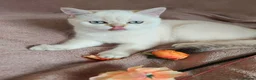 Scottish Fold cats for sale: Pedigree😻SF TICA registered😻kittens😻 - Advert 6