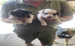 Jack Russell dogs for sale: Jack russel puppies - Image 3