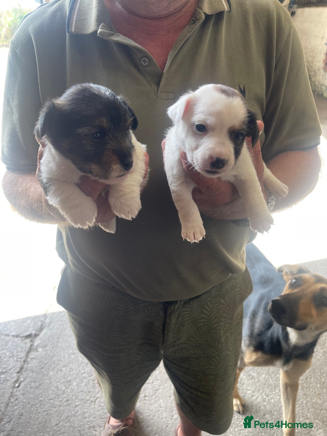 Jack Russell dogs for sale: Jack russel puppies - Image 3