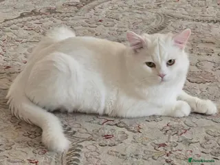 Mixed Breed cats LAITH - MIX PERSIAN HAPPY PERSONALITY BOYNEUTERED - Advert 7