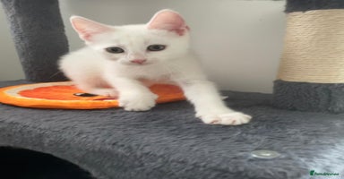 Mixed Breed cats - Advert 8