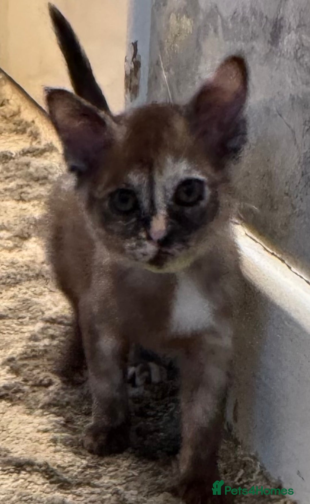 Burmese cats for sale: Burmese Kittens For Sale - Advert 22