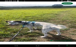 Mixed Breed dogs for sale: Husky/ dalmatian free - Image 12