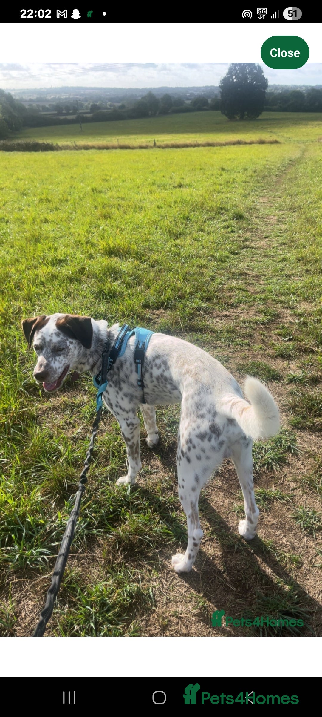 Mixed Breed dogs for sale: Husky/ dalmatian free - Image 12