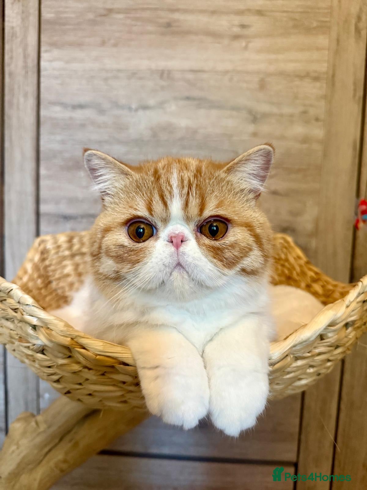 Exotic cats Gorgeous Red Tabby/White Exotic Boy - Advert 4
