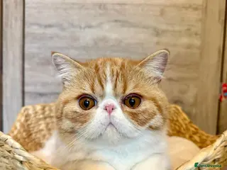 Exotic cats Gorgeous Red Tabby/White Exotic Boy - Advert 4