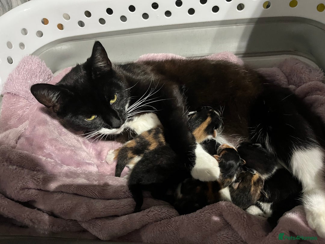 Mixed Breed cats for sale: 2 girl calico kittens  - Image 8