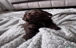 Cockapoo dogs for sale: Cockerpoos  - Image 3