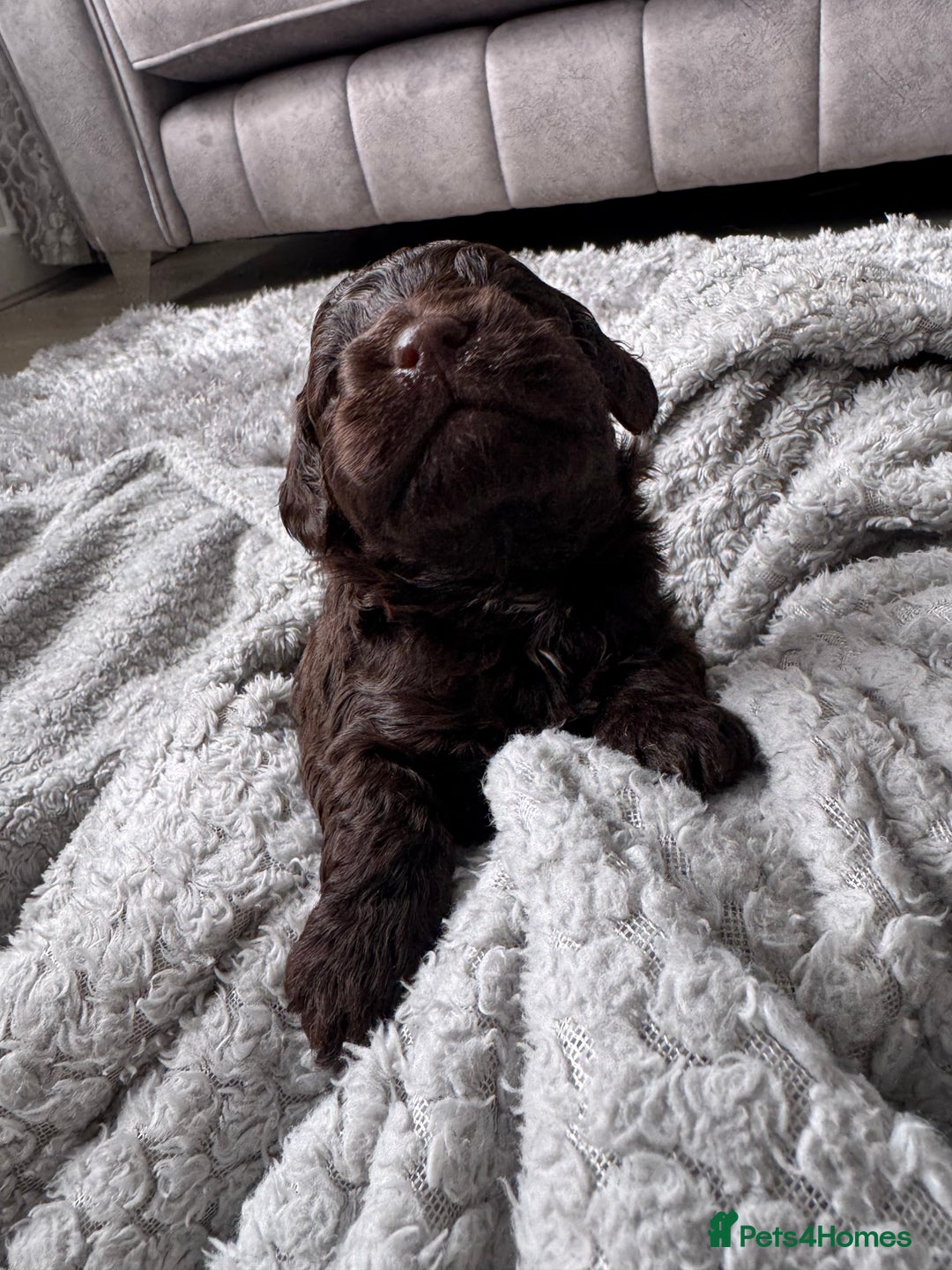 Cockapoo dogs for sale: Cockerpoos  - Image 3