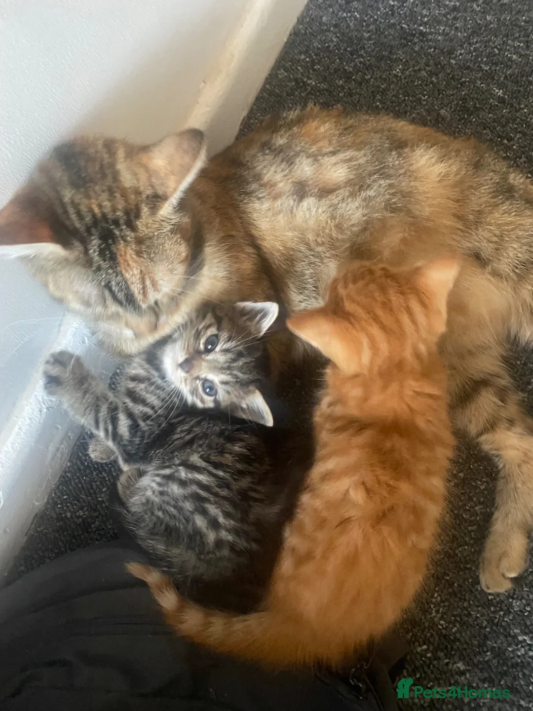 Mixed Breed cats for sale: 2 make kittens  - Advert 4