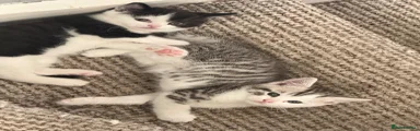 British Shorthair 2