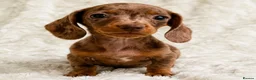 Miniature Dachshund dogs for sale: Miniature Dachshund Pups LICENSED BREEDER - Advert 1