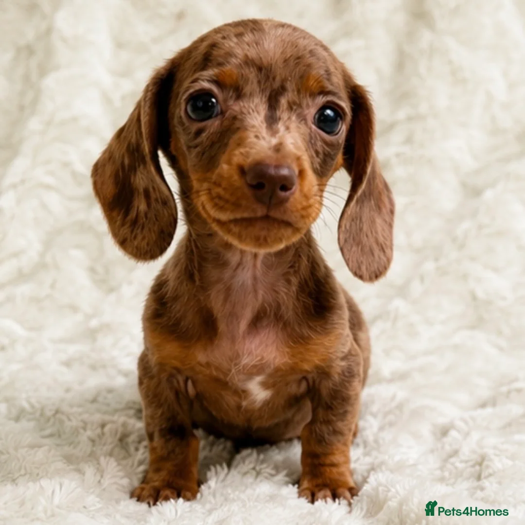 Miniature Dachshund dogs for sale: Miniature Dachshund Pups LICENSED BREEDER - Advert 1