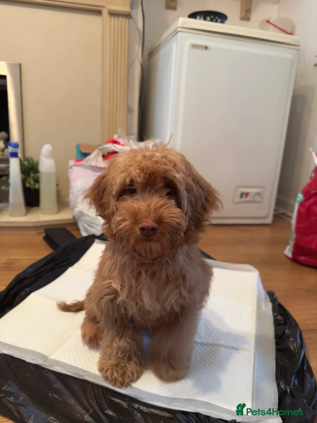 Cockapoo dogs for sale: Beautiful Cockapoo  - Advert 3