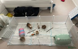 Guinea Pig rodents for sale: 2 Male Guinea Pigs for sale  - Image 6