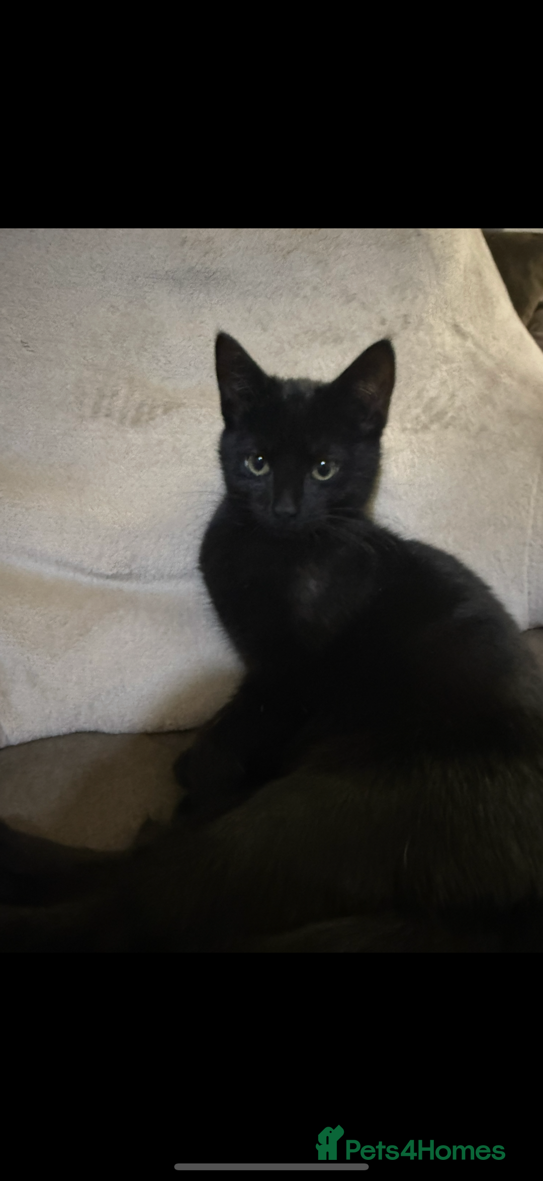 Mixed Breed cats for sale: 3 kittens available - Advert 1