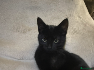 Mixed Breed cats 3 kittens available - Advert 1