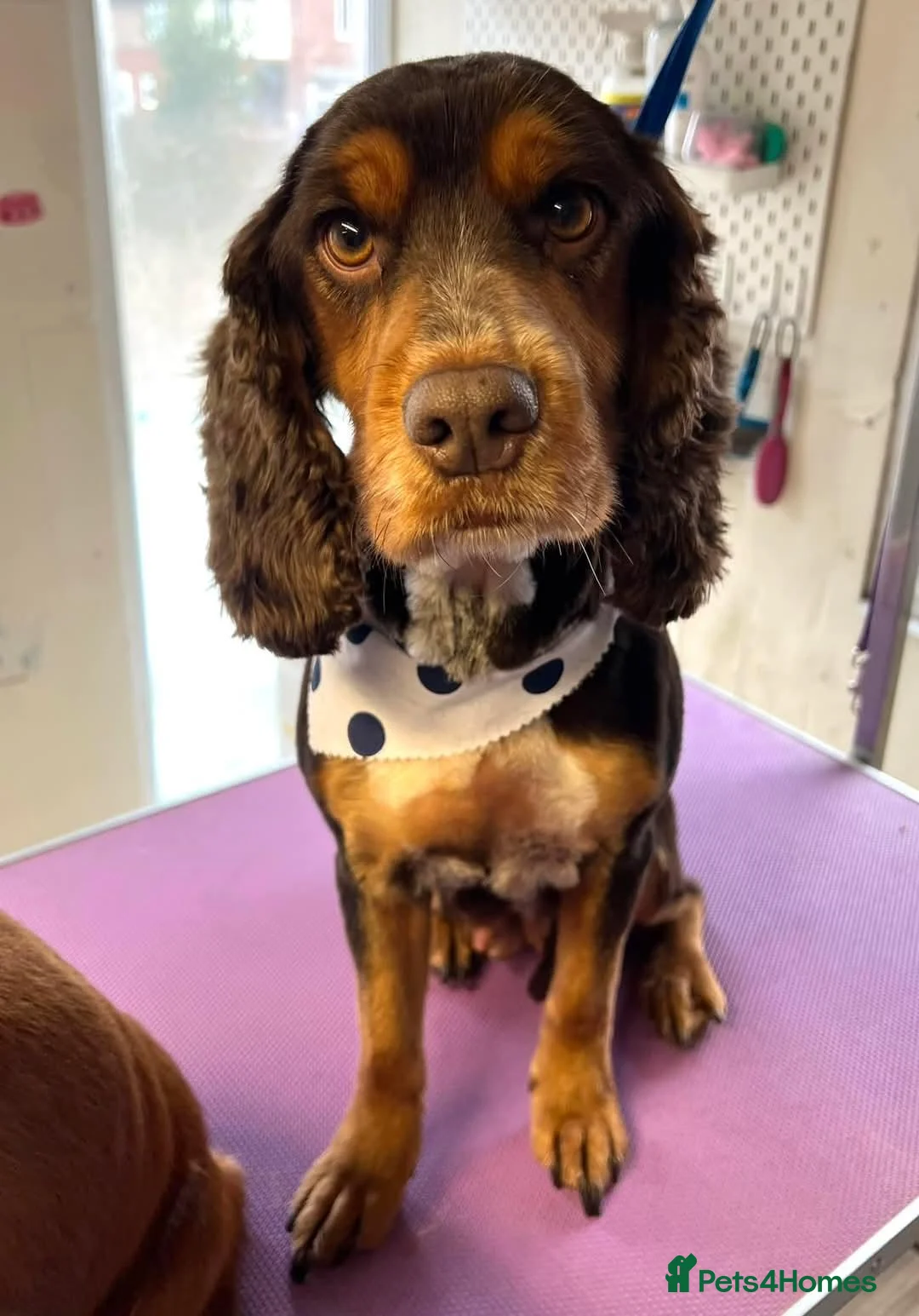 Sprocker dogs for sale: 7 Beautiful Sprockers available in Mansfield - Advert 2
