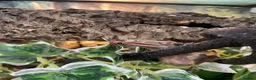 Gecko reptiles for sale: Pascal the Crested Gecko in Trowbridge - Advert 5