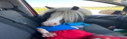 Irish Cob horses for sale: Sweet Poppet  - Advert 9