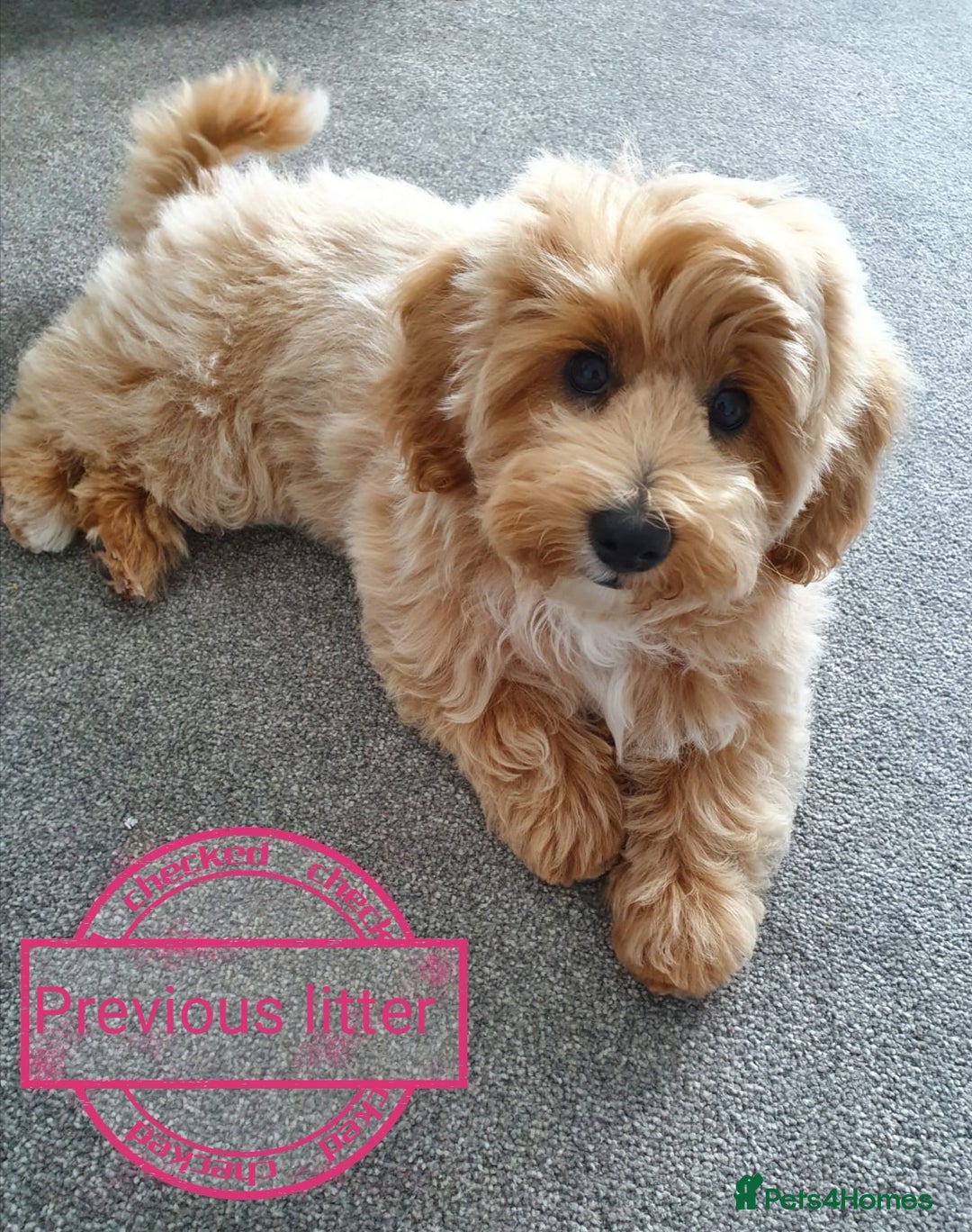 Maltipoo dogs for sale: DNA health tested maltipoo puppies  - Image 6