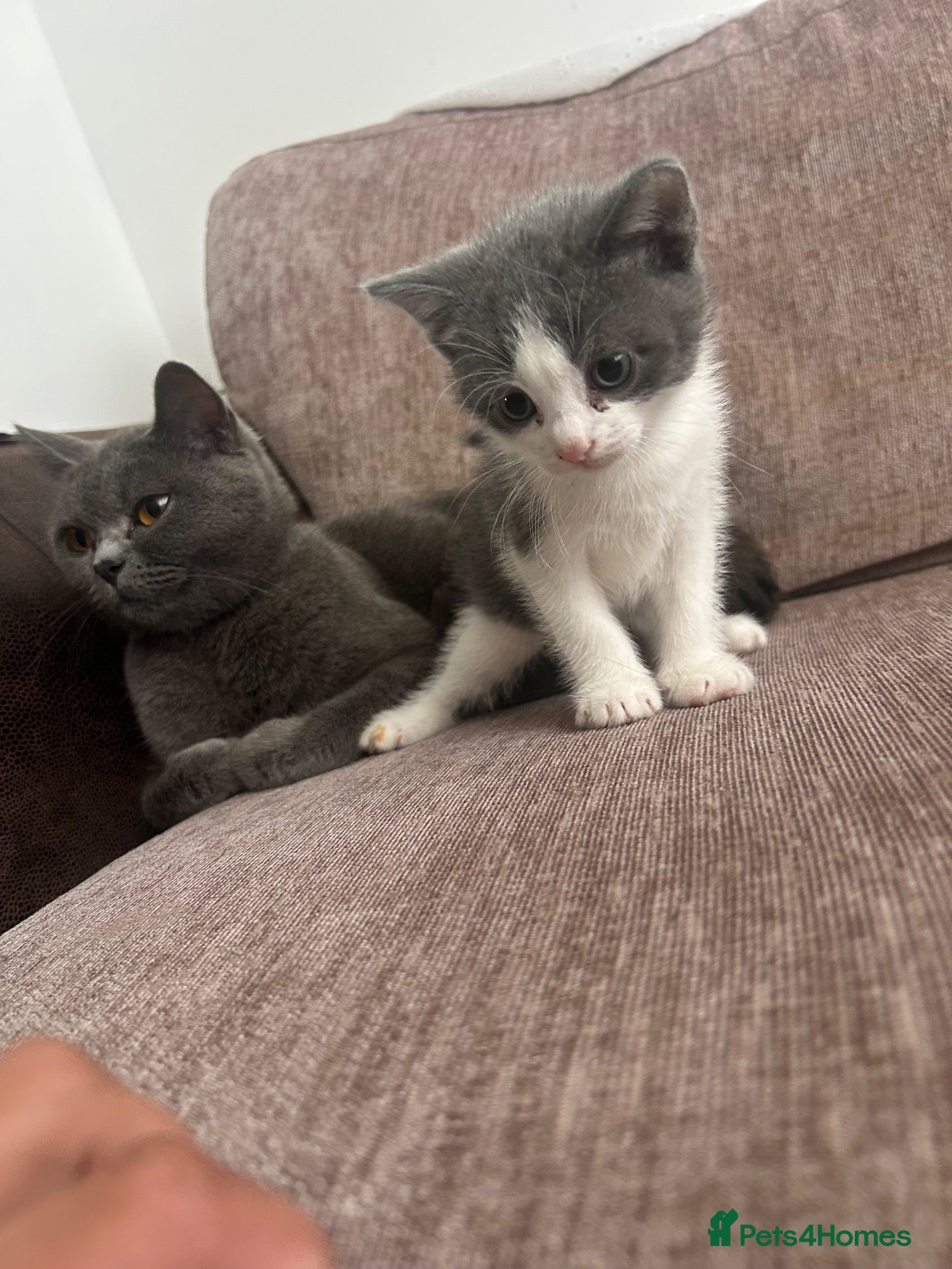 British Shorthair cats British shorthair kittens  - Advert 2