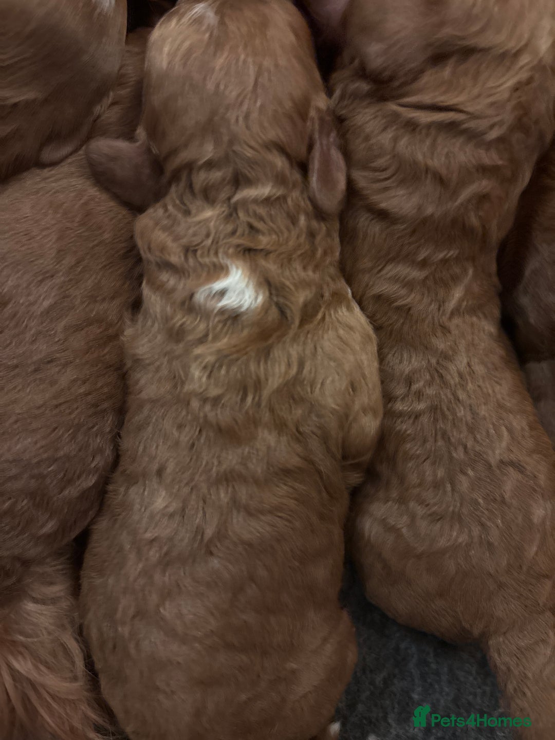 Cavapoo dogs for sale: Cavapoo F1B - Advert 13