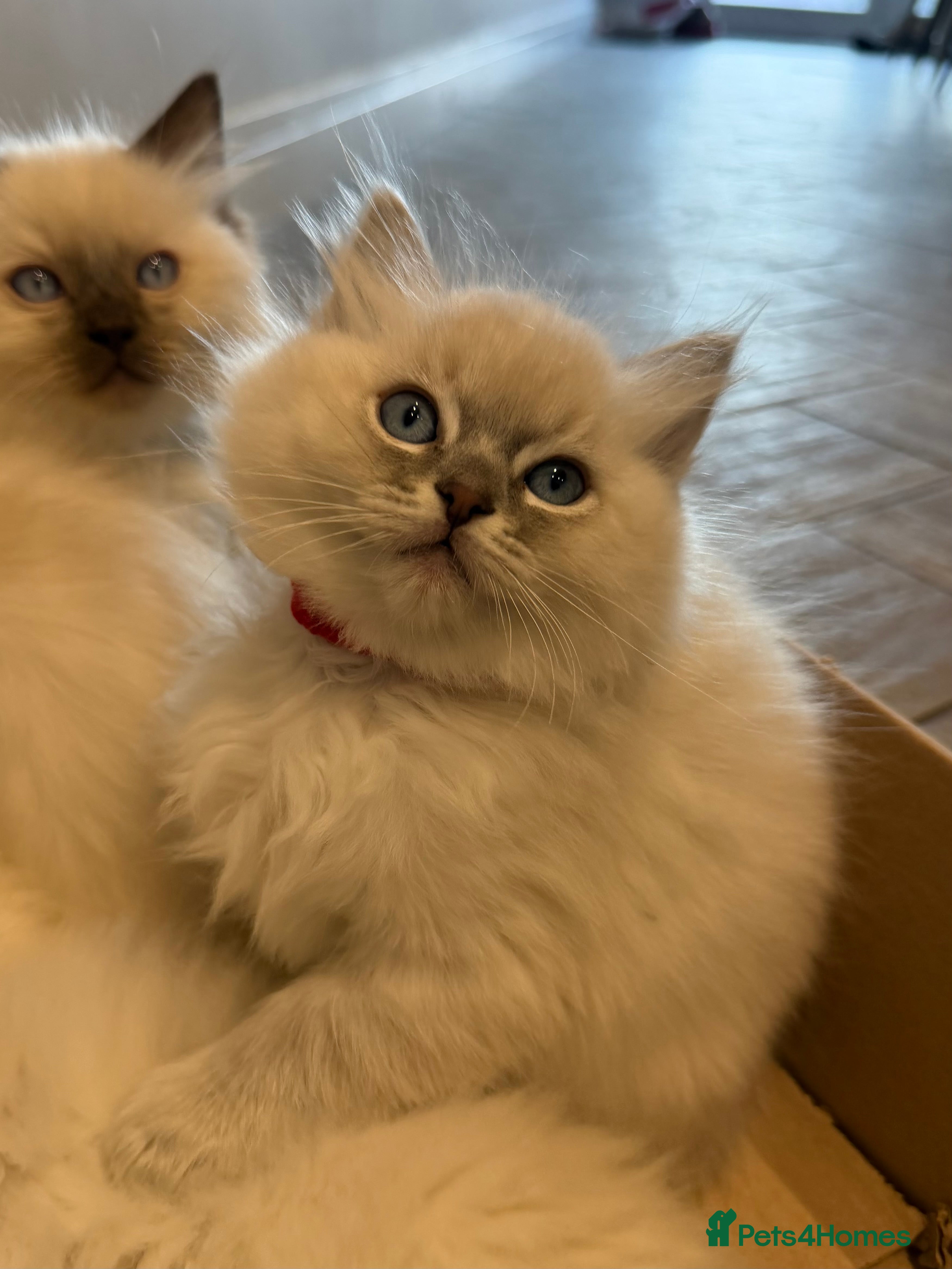 Ragdoll cats Beautiful Ragdoll Kittens (READY NOW) - Advert 2